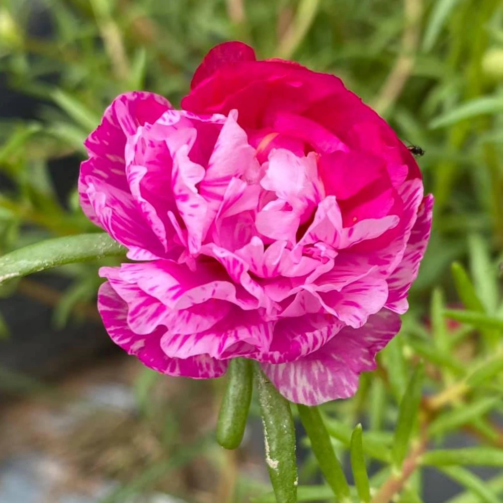 Fuchsia Pink Moss Rose Seeds - Portulaca grandiflora - Bright Fuchsia Blooms - 30 Seed Pack - Image 3