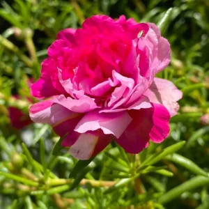 Fuchsia Pink Moss Rose Seeds - Portulaca grandiflora - Bright Fuchsia Blooms - 30 Seed Pack - Image 4