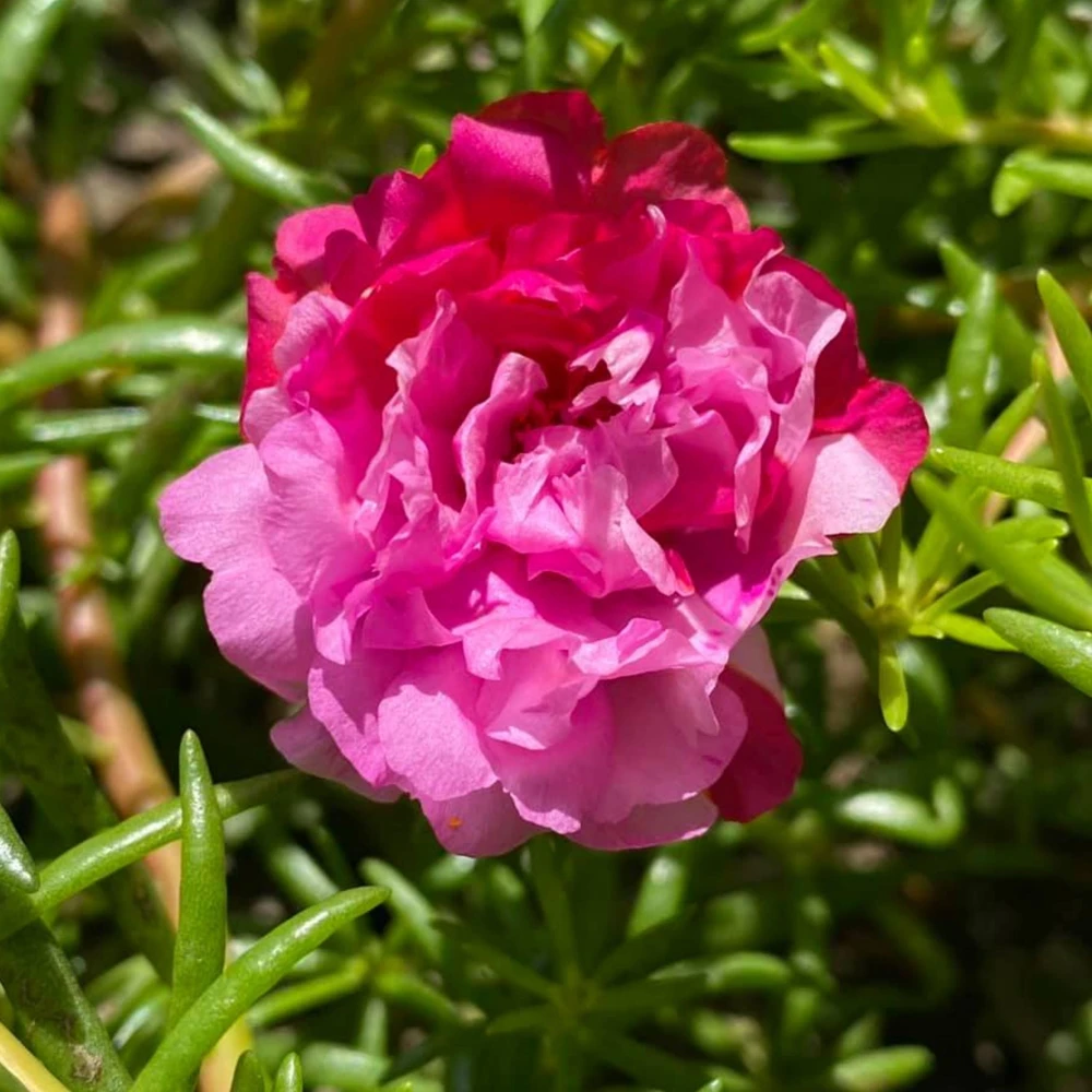 Fuchsia Pink Moss Rose Seeds - Portulaca grandiflora - Bright Fuchsia Blooms - 30 Seed Pack - Image 5