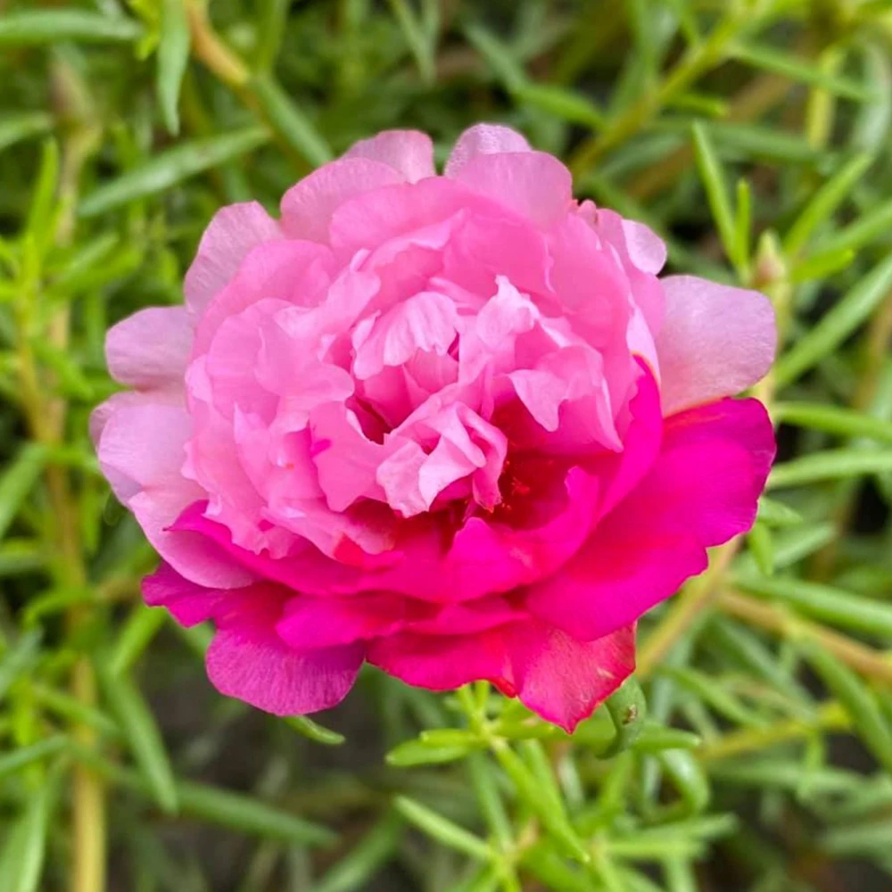 Fuchsia Pink Moss Rose Seeds - Portulaca grandiflora - Bright Fuchsia Blooms - 30 Seed Pack - Image 6