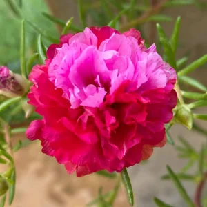Fuchsia Pink Moss Rose Seeds - Portulaca grandiflora - Bright Fuchsia Blooms - 30 Seed Pack - Image 7
