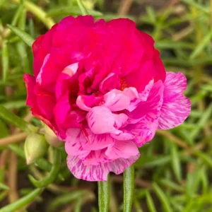 Fuchsia Pink Moss Rose Seeds - Portulaca grandiflora - Bright Fuchsia Blooms - 30 Seed Pack - Image 8