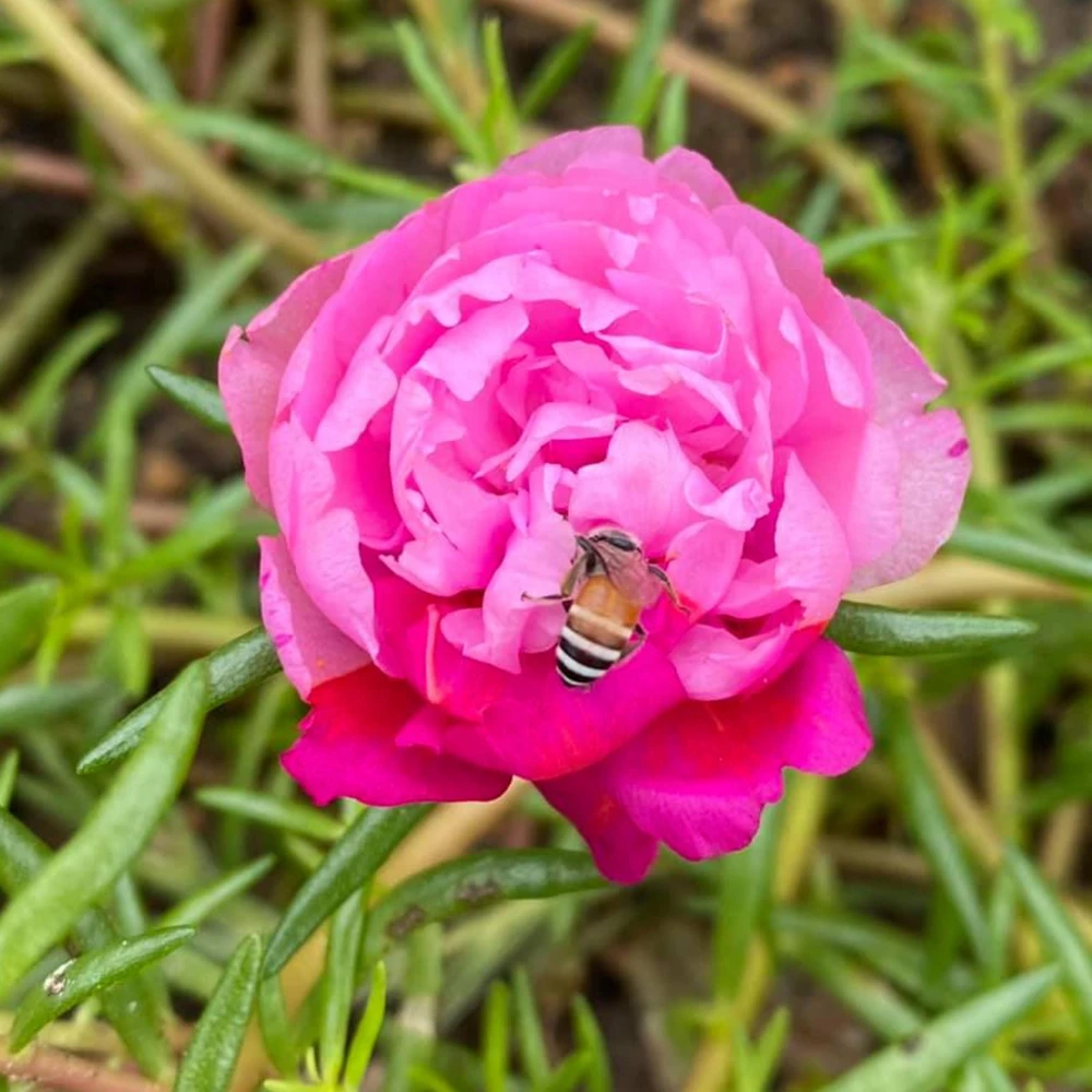 Fuchsia Pink Moss Rose Seeds - Portulaca grandiflora - Bright Fuchsia Blooms - 30 Seed Pack - Image 9