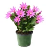 Fuchsia Spring Cactus Live Plant – Rhipsalidopsis – 4 inch Potted Succulent – Indoor - Image 1