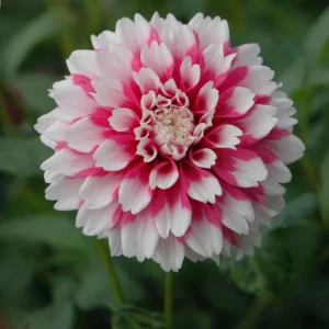 Fuzzy Wuzzy Dahlia Seeds - Pollinator Friendly, Open Pollinated, Heirloom Flower Seed Mix - 40 Seeds - Image 10