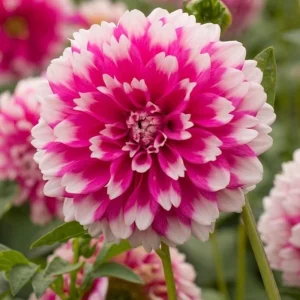 Fuzzy Wuzzy Dahlia Seeds - Pollinator Friendly, Open Pollinated, Heirloom Flower Seed Mix - 40 Seeds - Image 11