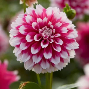 Fuzzy Wuzzy Dahlia Seeds - Pollinator Friendly, Open Pollinated, Heirloom Flower Seed Mix - 40 Seeds - Image 12