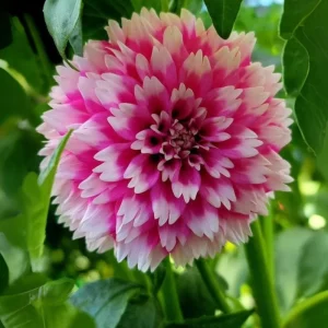 Fuzzy Wuzzy Dahlia Seeds - Pollinator Friendly, Open Pollinated, Heirloom Flower Seed Mix - 40 Seeds - Image 13