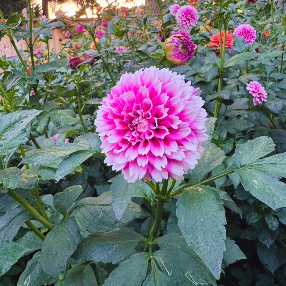 Fuzzy Wuzzy Dahlia Seeds - Pollinator Friendly, Open Pollinated, Heirloom Flower Seed Mix - 40 Seeds - Image 14