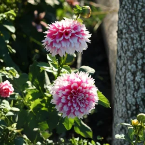 Fuzzy Wuzzy Dahlia Seeds - Pollinator Friendly, Open Pollinated, Heirloom Flower Seed Mix - 40 Seeds - Image 15