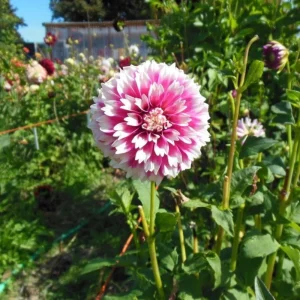Fuzzy Wuzzy Dahlia Seeds - Pollinator Friendly, Open Pollinated, Heirloom Flower Seed Mix - 40 Seeds - Image 16