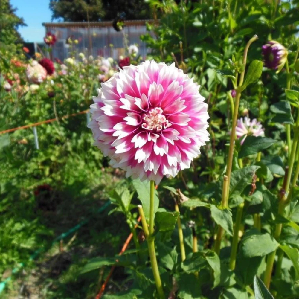 Fuzzy Wuzzy Dahlia Seeds - Pollinator Friendly, Open Pollinated, Heirloom Flower Seed Mix - 40 Seeds - Image 16
