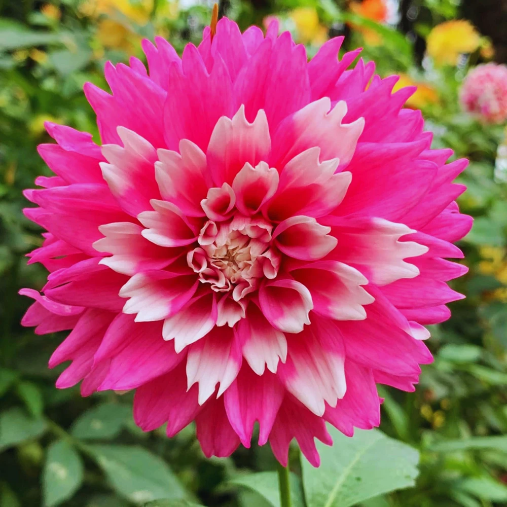 Fuzzy Wuzzy Dahlia Seeds - Pollinator Friendly, Open Pollinated, Heirloom Flower Seed Mix - 40 Seeds - Image 17