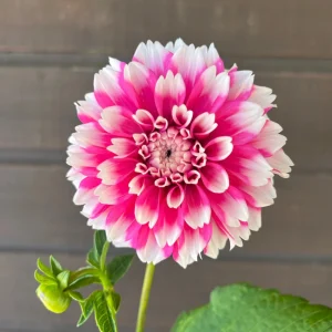 Fuzzy Wuzzy Dahlia Seeds - Pollinator Friendly, Open Pollinated, Heirloom Flower Seed Mix - 40 Seeds - Image 18