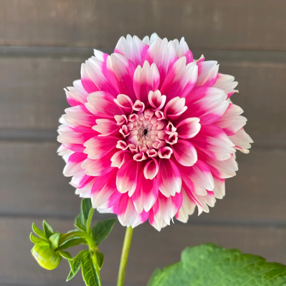 Fuzzy Wuzzy Dahlia Seeds - Pollinator Friendly, Open Pollinated, Heirloom Flower Seed Mix - 40 Seeds - Image 18