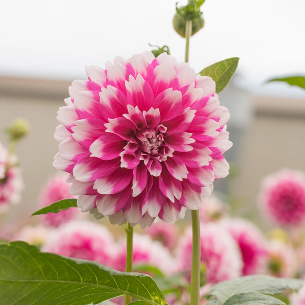 Fuzzy Wuzzy Dahlia Seeds - Pollinator Friendly, Open Pollinated, Heirloom Flower Seed Mix - 40 Seeds - Image 2