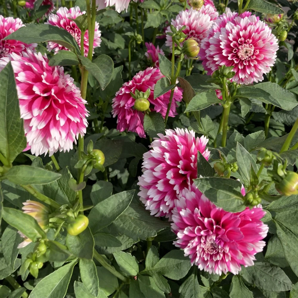 Fuzzy Wuzzy Dahlia Seeds - Pollinator Friendly, Open Pollinated, Heirloom Flower Seed Mix - 40 Seeds - Image 3
