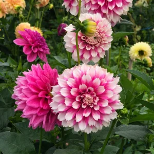 Fuzzy Wuzzy Dahlia Seeds - Pollinator Friendly, Open Pollinated, Heirloom Flower Seed Mix - 40 Seeds - Image 4
