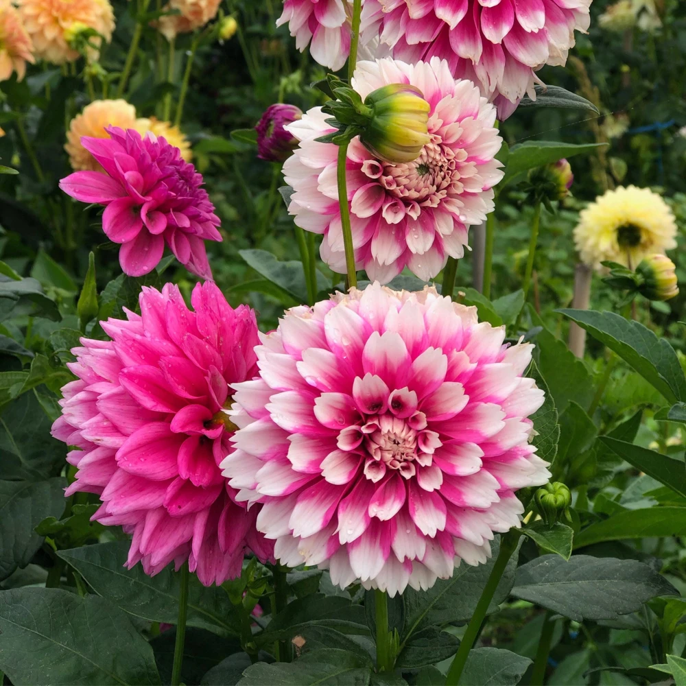 Fuzzy Wuzzy Dahlia Seeds - Pollinator Friendly, Open Pollinated, Heirloom Flower Seed Mix - 40 Seeds - Image 4