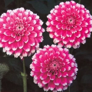 Fuzzy Wuzzy Dahlia Seeds - Pollinator Friendly, Open Pollinated, Heirloom Flower Seed Mix - 40 Seeds - Image 5