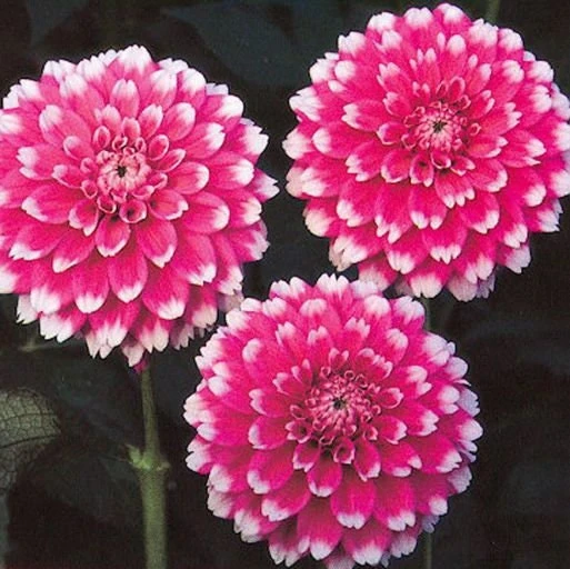 Fuzzy Wuzzy Dahlia Seeds - Pollinator Friendly, Open Pollinated, Heirloom Flower Seed Mix - 40 Seeds - Image 5