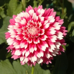 Fuzzy Wuzzy Dahlia Seeds - Pollinator Friendly, Open Pollinated, Heirloom Flower Seed Mix - 40 Seeds - Image 6