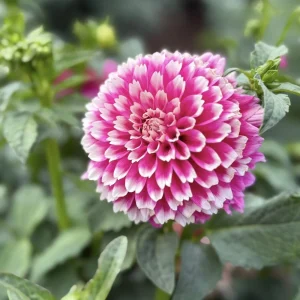 Fuzzy Wuzzy Dahlia Seeds - Pollinator Friendly, Open Pollinated, Heirloom Flower Seed Mix - 40 Seeds - Image 7