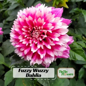 Fuzzy Wuzzy Dahlia Seeds - Pollinator Friendly, Open Pollinated, Heirloom Flower Seed Mix - 40 Seeds - Image 1