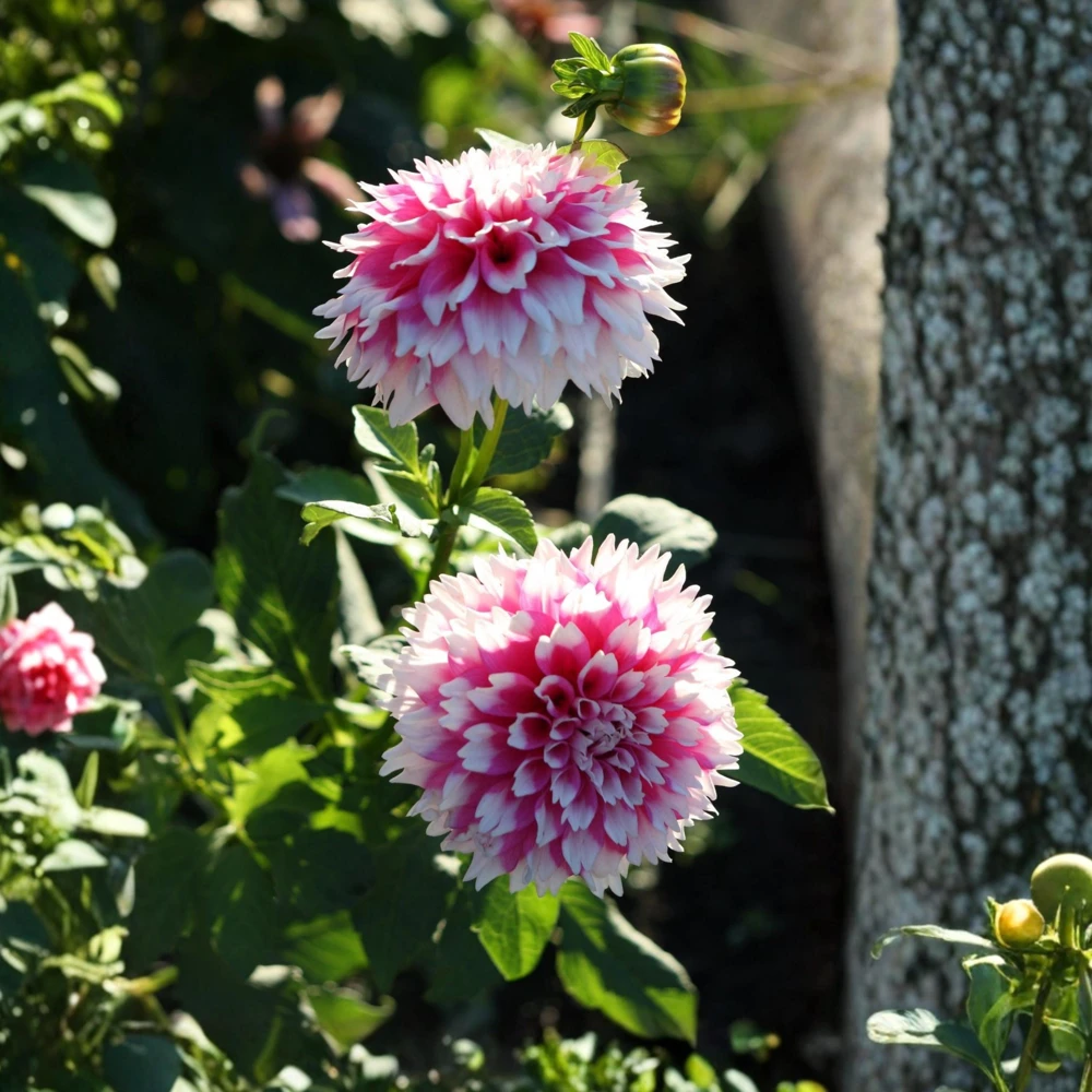 Fuzzy Wuzzy Dahlia Seeds - Pollinator Friendly, Open Pollinated, Heirloom Flower Seed Mix - 40 Seeds - Image 8