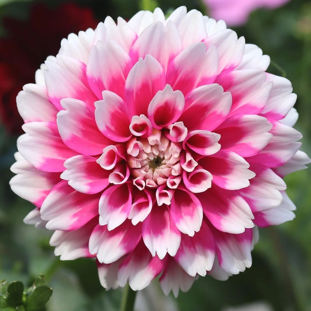 Fuzzy Wuzzy Dahlia Seeds - Pollinator Friendly, Open Pollinated, Heirloom Flower Seed Mix - 40 Seeds - Image 9