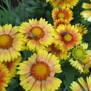 Gaillardia Arizona Apricot Seeds - Blanket Flower, Wildflower, 20 Seeds - Image 10