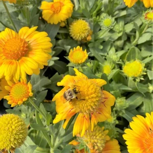 Gaillardia Arizona Apricot Seeds - Blanket Flower, Wildflower, 20 Seeds - Image 11