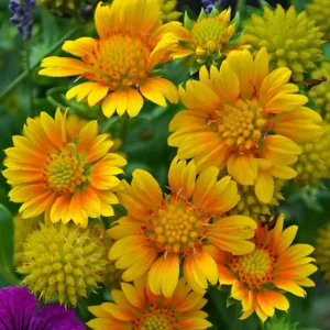 Gaillardia Arizona Apricot Seeds - Blanket Flower, Wildflower, 20 Seeds - Image 13