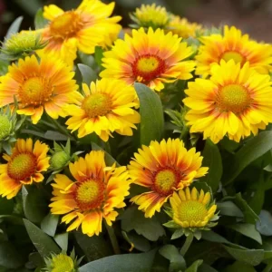 Gaillardia Arizona Apricot Seeds - Blanket Flower, Wildflower, 20 Seeds - Image 14
