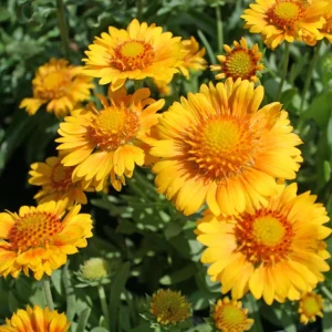 Gaillardia Arizona Apricot Seeds - Blanket Flower, Wildflower, 20 Seeds - Image 15