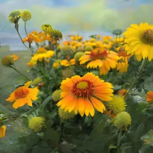 Gaillardia Arizona Apricot Seeds - Blanket Flower, Wildflower, 20 Seeds - Image 16