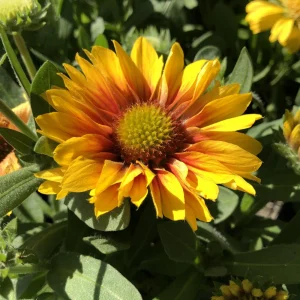 Gaillardia Arizona Apricot Seeds - Blanket Flower, Wildflower, 20 Seeds - Image 17