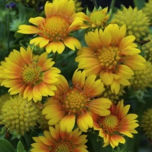 Gaillardia Arizona Apricot Seeds - Blanket Flower, Wildflower, 20 Seeds - Image 18
