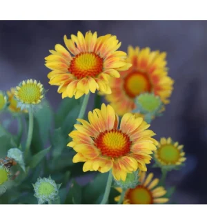 Gaillardia Arizona Apricot Seeds - Blanket Flower, Wildflower, 20 Seeds - Image 2