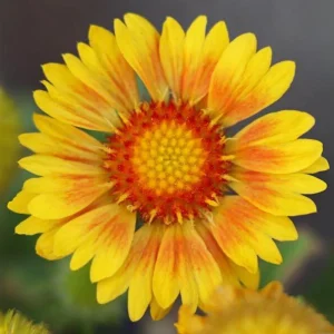 Gaillardia Arizona Apricot Seeds - Blanket Flower, Wildflower, 20 Seeds - Image 3