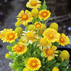 Gaillardia Arizona Apricot Seeds - Blanket Flower, Wildflower, 20 Seeds - Image 4