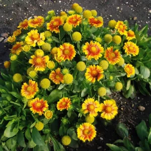 Gaillardia Arizona Apricot Seeds - Blanket Flower, Wildflower, 20 Seeds - Image 5