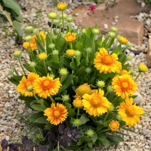 Gaillardia Arizona Apricot Seeds - Blanket Flower, Wildflower, 20 Seeds - Image 6