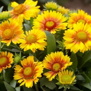 Gaillardia Arizona Apricot Seeds - Blanket Flower, Wildflower, 20 Seeds - Image 7