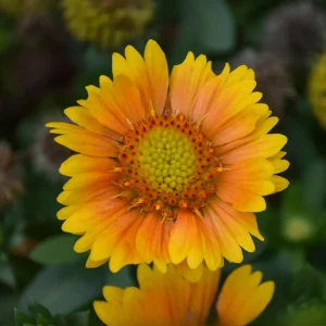 Gaillardia Arizona Apricot Seeds - Blanket Flower, Wildflower, 20 Seeds - Image 8