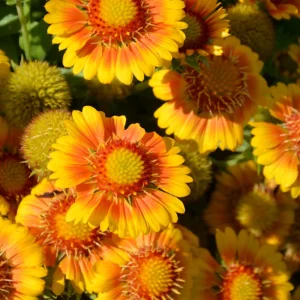 Gaillardia Arizona Apricot Seeds - Blanket Flower, Wildflower, 20 Seeds - Image 9