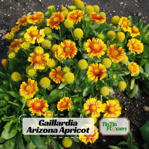 Gaillardia Arizona Apricot Seeds - Blanket Flower, Wildflower, 20 Seeds - Image 1