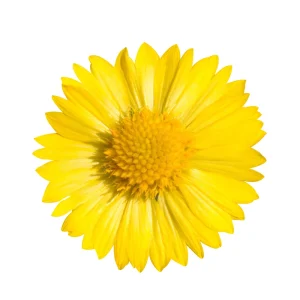 Gaillardia Mesa Yellow Seeds - Blanket Flower - 20 Seeds - Pollinator Friendly - Image 10