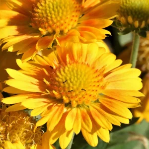 Gaillardia Mesa Yellow Seeds - Blanket Flower - 20 Seeds - Pollinator Friendly - Image 11