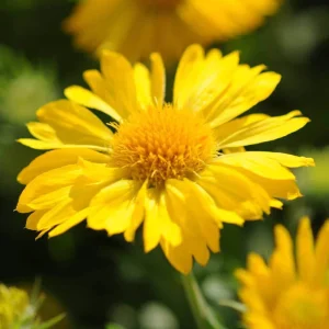 Gaillardia Mesa Yellow Seeds - Blanket Flower - 20 Seeds - Pollinator Friendly - Image 12